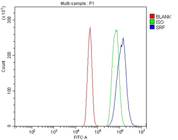 Anti-Serum Response Factor/SRF Antibody
