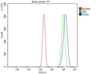 Anti-SV2A Antibody
