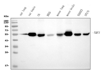 IRF3 Antibody (monoclonal, 11H2)