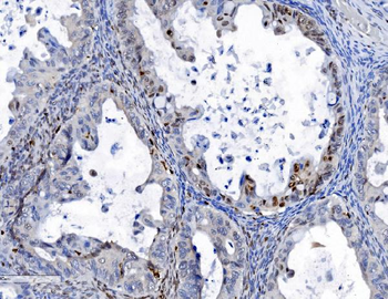 Anti-SAMHD1 Antibody (monoclonal, 3B9)