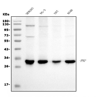PNP Antibody (monoclonal, 7G5)