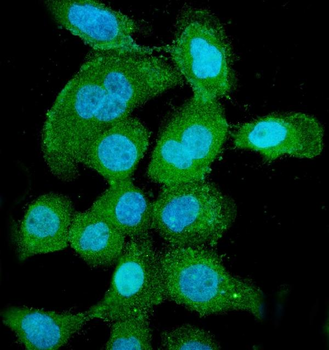 Anti-PNP Antibody (monoclonal, 7G5)