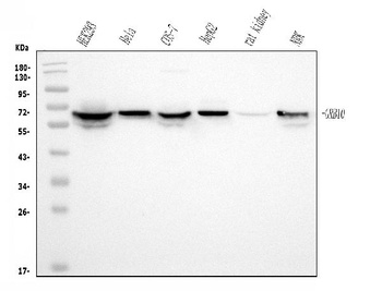 GRB10 Antibody (monoclonal, 5H7)