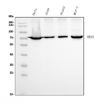 Ku70 Antibody (monoclonal, 9B6)