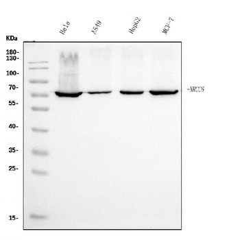 Ku70 Antibody (monoclonal, 3D7)