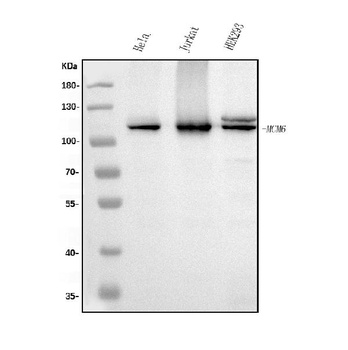 MCM6 Antibody (monoclonal, 10I9)