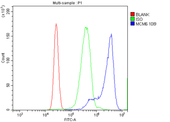 Anti-MCM6 Antibody (monoclonal, 10I9)