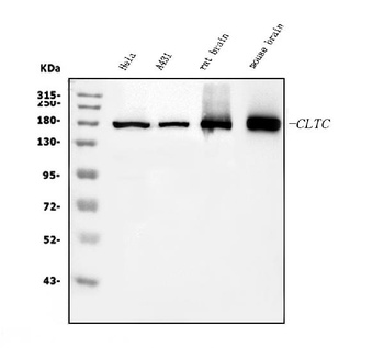 Clathrin heavy chain/CLTC Antibody (monoclonal, 6D3)