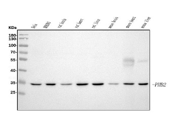 REA/PHB2 Antibody (monoclonal, 2B5)
