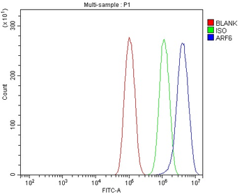 Anti-ARF6 Antibody
