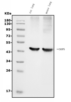 Caspase-5/CASP5 Antibody