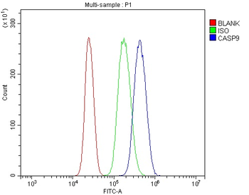 Anti-Caspase-9/CASP9 Antibody