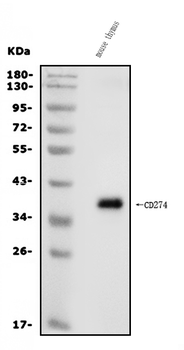 Anti-PD-L1/Cd274 Antibody