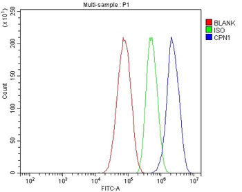 Anti-CPN1 Antibody