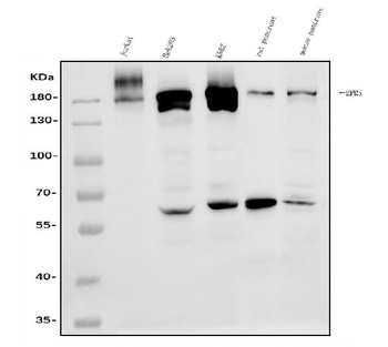 EPRS1/PARS Antibody
