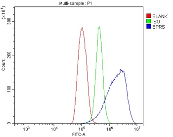 Anti-EPRS1/PARS Antibody