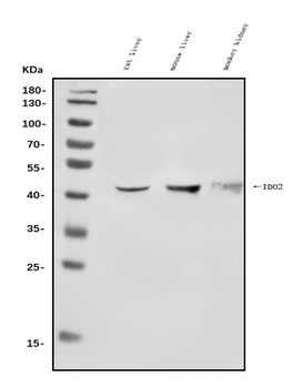 IDO-2/IDO2 Antibody