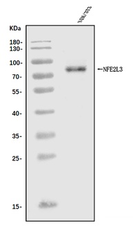 Nfe2l3 Antibody