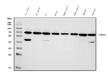 PRDM14 Antibody