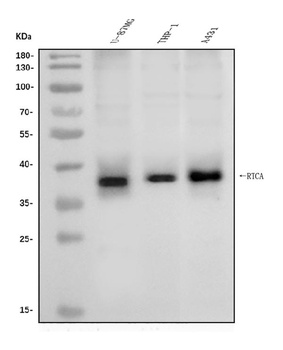 RTCD1/RTCA Antibody
