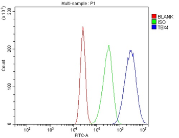 Anti-TBX4 Antibody