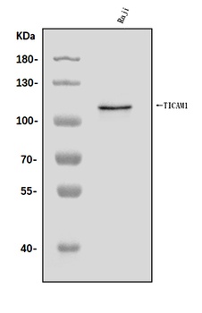 TRIF/TICAM1 Antibody
