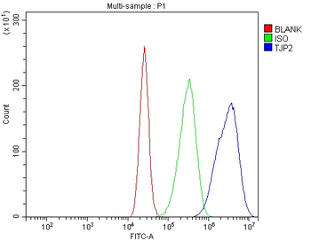 Anti-TJP2/ZO2 Antibody