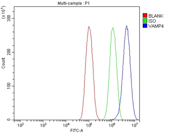 Anti-VAMP4 Antibody