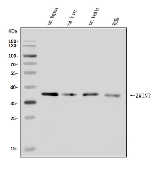 Anti-ZWINT Antibody