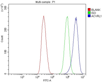 Anti-ALK-1/ACVRL1 Antibody