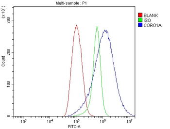 Anti-Coronin 1a/TACO/CORO1A Antibody