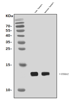 Anti-Cox6a2 Antibody