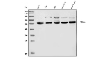CYP51A1/CYP51 Antibody