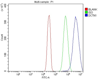 Anti-DCTN1/p150-glued Antibody