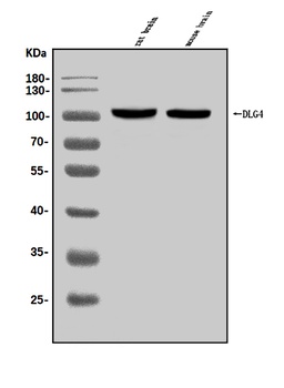 PSD95/DLG4 Antibody