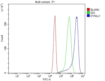 Anti-DYNLL1/PIN Antibody