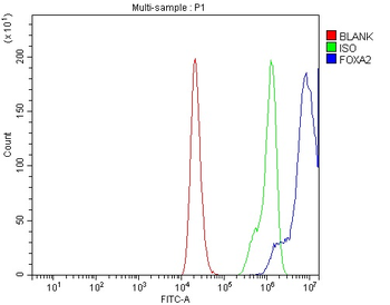 Anti-FOXA2 Antibody