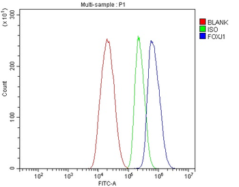 Anti-FOXJ1 Antibody