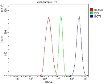Anti-Aspartate Aminotransferase/GOT1 Antibody