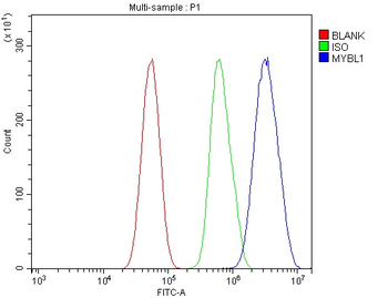 Anti-v-Myb/MYBL1 Antibody