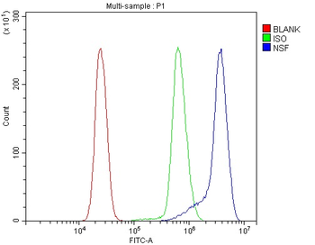 Anti-NSF Antibody