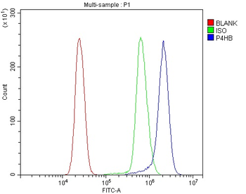 Anti-P4HB Antibody