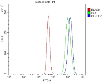 Anti-PFKFB2 Antibody