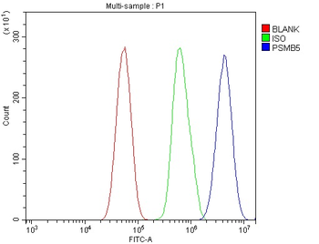 Anti-PSMB5/MB1 Antibody