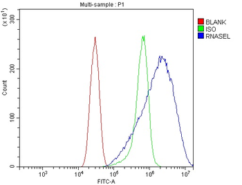 Anti-RNase L/Rnasel Antibody