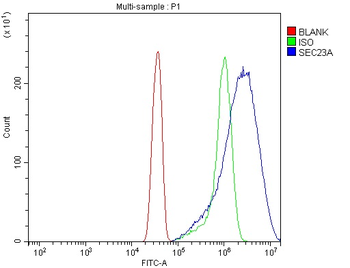 Anti-SEC23A Antibody