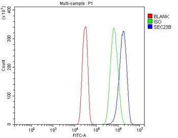 Anti-SEC23B Antibody