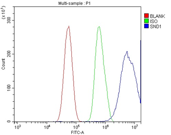 Anti-SND1 Antibody