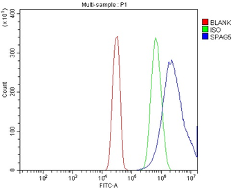 Anti-Astrin/Deepest/SPAG5 Antibody