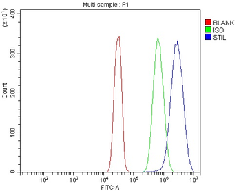 Anti-STIL/SIL Antibody